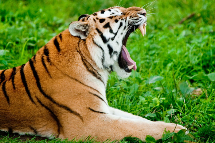9576-tiger-roar-lying-grass-tigre-rugit-herbe.jpg